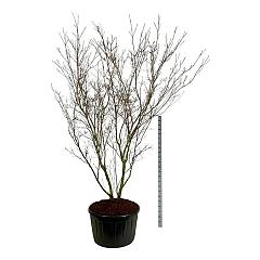 Cornus kousa 'China Girl'