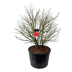 Euonymus alat. 'Compactus'