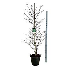 Fagus syl. 'Aspleniifolia'