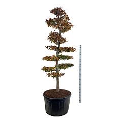Fagus syl. 'Atropunicea'