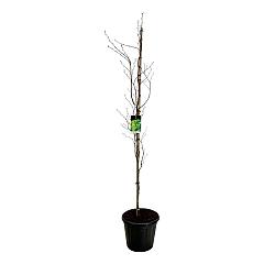 Fagus syl. 'Dawyck Gold'