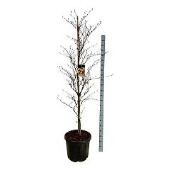 Fagus syl. 'Rohanii'