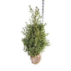 Ilex aq. 'Alaska'