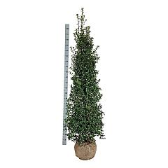 Ilex aquipernyi Dragon Lady