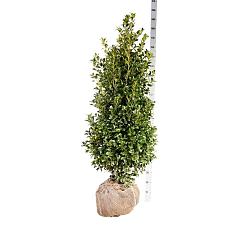 Ilex meserv. 'Heckenfee'