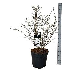 Magnolia stellata