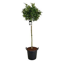 Magnolia stellata