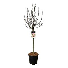 Magnolia 'Susan'