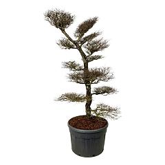 Nothofagus antarctica