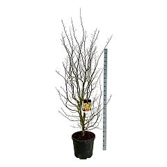 Parrotia persica