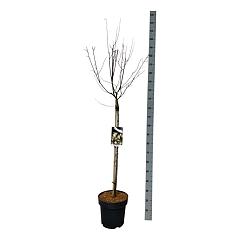 Prunus cer. 'Nigra'