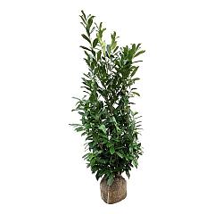 Prunus l. 'Caucasica'
