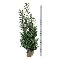 Prunus l. 'Caucasica'