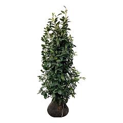 Prunus l. 'Novita'