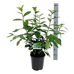 Prunus l. 'Novita'