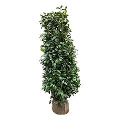 Prunus l. 'Obelisk'