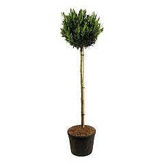 Prunus l. 'Otto Luyken'