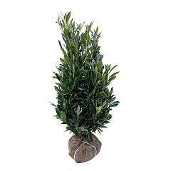 Prunus l. Renault Ace