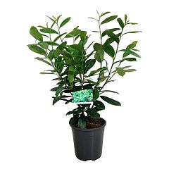 Prunus l. 'Rotundifolia'