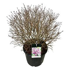 Syringa bloomerang 'Dark Purple'®