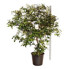 Viburnum burkwoodii