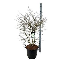 Viburnum plic. Kilimandjaro