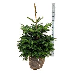 Abies nordmanniana