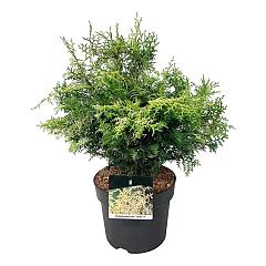 Chamaecyparis o. 'Lucas'