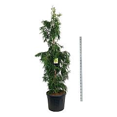Cryptomeria j. 'Kyara Gold' (R)