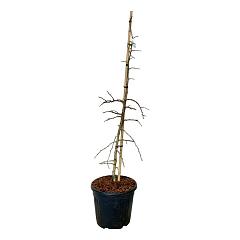 Ginkgo biloba 'China Pendula'