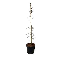 Ginkgo biloba 'China Pendula'