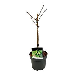 Ginkgo biloba 'Little Emperor'