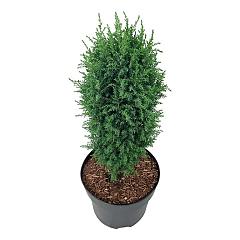 Juniperus comm. 'Compressa'