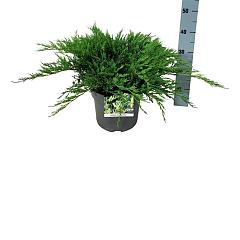 Juniperus hor. 'Agnieszka'