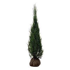Juniperus scop. 'Blue Arrow'