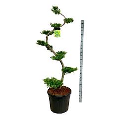 Larix kaempferi