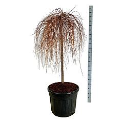 Larix kaempf. 'Stiff Weeper'