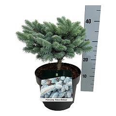 Picea pungens 'Glauca Globosa'