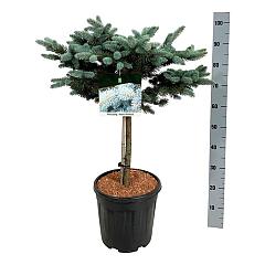 Picea pungens 'Glauca Globosa'
