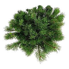 Pinus mugo mugo