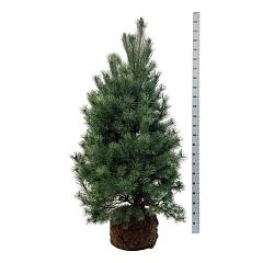 Pinus sylvestris