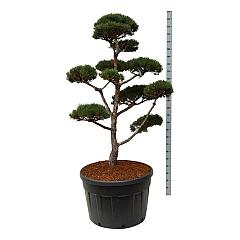 Pinus sylvestris