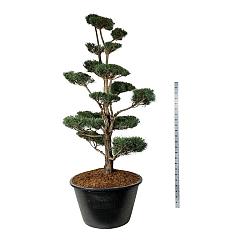 Pinus sylvestris