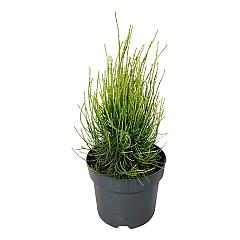 Platycladus or. 'Franky Boy'