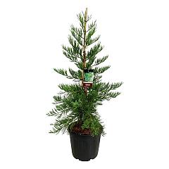 Sequoiadendron g. 'Healty Mammoth Three'
