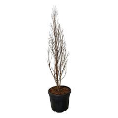 Taxodium distichum 'Lindsey's Skyward'