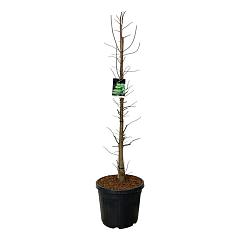 Taxodium distichum 'Pevé Minaret'