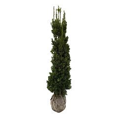 Taxus media 'Viridis'
