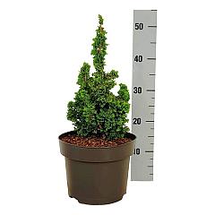 Thuja occ. 'Primo'