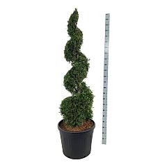 Thuja occ. 'Smaragd'